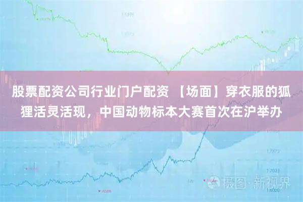 股票配资公司行业门户配资 【场面】穿衣服的狐狸活灵活现，中国动物标本大赛首次在沪举办