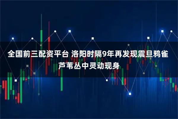 全国前三配资平台 洛阳时隔9年再发现震旦鸦雀 芦苇丛中灵动现身