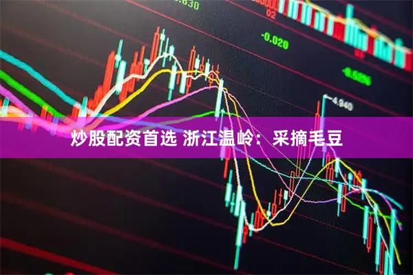 炒股配资首选 浙江温岭：采摘毛豆